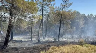 Aydos Ormanı'nda Yangın: Ekipler Hızla Müdahale Etti