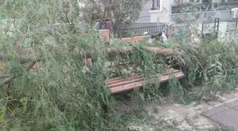 Ödemiş'te Şiddetli Rüzgar Ağaç Devrildi, İki Kadın Yaralandı