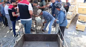 İzmir'deki Orman Yangınlarında Zarar Gören Hayvanlar ve Arı Kovanları Yeniden Dağıtılmaya Başlandı