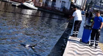İzmir Körfezi'nde Balık Ölümleri Devam Ediyor