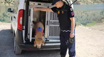 Diyarbakır'ın Kahraman Kadavra Arama Köpeği Pusat