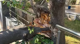 Kadıköy'de Devrilen Ağaç Hafif Ticari Araca Zarar Verdi