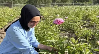 Kadın Girişimci Şakayık Üretimine Başladı