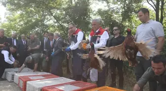 Karadeniz'de Kahverengi Kokarca ile Mücadele için Doğaya Samuray Arıcıları ve Sülünler Bırakıldı