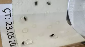 Fındık Araştırma Enstitüsü 300 Bin Samuray Arısı Üretti