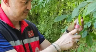 Kandıra'da Kahverengi Kokarcaya Karşı 5 Bin Samuray Arısı Doğaya Salındı