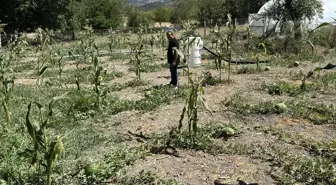 Karabük'te Karpuz Hasadı Etkinliği Düzenlendi