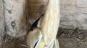 Yaralı Bayağı Balaban Kuşu Tedavi Ediliyor