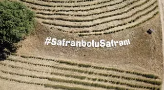 Safranbolu'da Safran Ekimi Başladı
