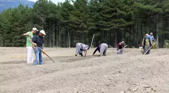 Karabük'te Safran Ekimi Devam Ediyor