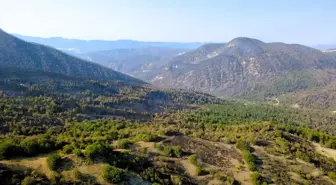 Karabük'te Orman Yangınları Kontrol Altına Alındı