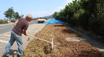 Fındık Üreticileri Karadeniz Sahil Yolu'nda Kaldırımlarda Kurutma Yöntemine Başvurdu
