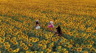 Karaman'da Ayçiçeği Tarlaları Fotoğraf Severleri Ağırlıyor
