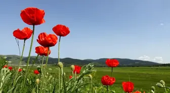 Sarıkamış Yaylaları Rengarenk Çiçeklerle Kaplandı