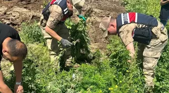 Kars'ta Yasa Dışı Ekili 42 Bin Kök Hint Keneviri Ele Geçirildi