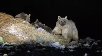 Kars'ta Bozayıların Çöplükte Beslenme Anları Görüntülendi