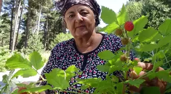 Kars'ta Dağ Çileği Sezonu Başladı