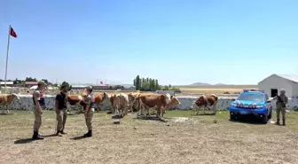 Kars'ta Kaybolan 10 Büyükbaş Hayvan Bulundu