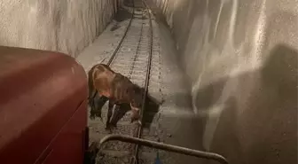 Doğu Ekspresi Makinistleri, Raylara Bağlı Atı Kurtardı