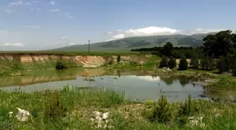 Kars'ın Sarıkamış İlçesinde Angut Yavruları Doğayla Buluştu