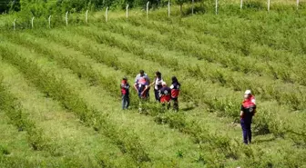 Kastamonu'da Aronya Üretimi Hızla Yayılıyor