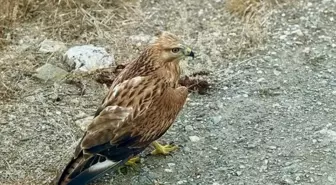 Daday'da Yaralı Şahin Tedavi Altına Alındı