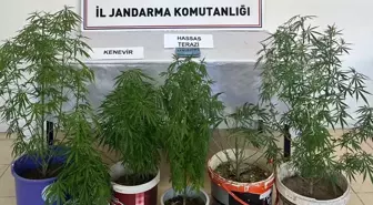Kayseri'de Kenevir Yetiştiren Zanlı Gözaltına Alındı