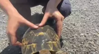 İtfaiye Ekipleri, Yangında Mahsur Kalan Kaplumbağayı Kurtardı