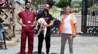 Kayseri'de Kaybolan Koyunlar ve Kuzular Sahibine Teslim Edildi
