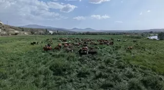 Kayseri'de Mera Islah Projesi ile 400 Dekar Alan Tarıma Kazandırıldı