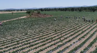 Yenice'de Aromalı Çilek Hasadı Devam Ediyor