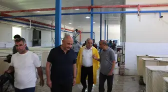 Elazığ'da 20 Milyon Sazan Balığı Üretimi Hedefleniyor