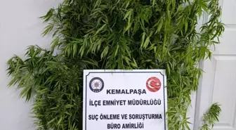 Kemalpaşa'da Bahçede Hint Keneviri Yetiştiren Şüpheli Gözaltında