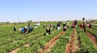 Kilis'te Biber Hasadı Başladı