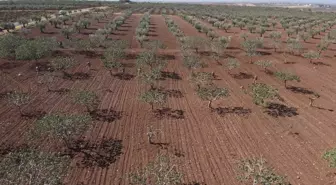 Kilis'te Antep Fıstığı Hasadı İçin Hırsızlık Denetimleri Artırıldı