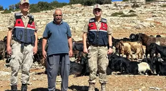 Kilis'te Kayıp 100 Küçükbaş Hayvan Bulundu