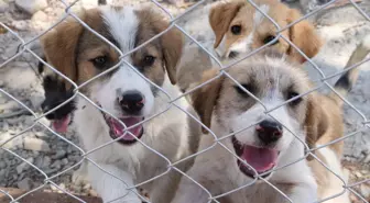 Kilis'te Sahipsiz Köpekler İçin Geçici Rehabilitasyon Alanı Kuruldu
