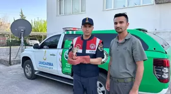 Kilis'te Yaralı Kerkenez Kuşu Koruma Altına Alındı