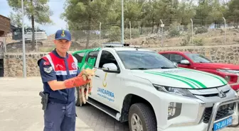 Yaralı Tilki Koruma Altına Alındı