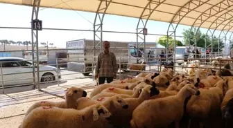 Kilis'te Canlı Hayvan Pazarında Kurbanlık Satışları Başladı