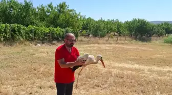 Kırıkkale'de Yaralı Leylek Kurtarıldı