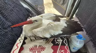 Kırıkkale'de Yaralı Leylek Kurtarıldı