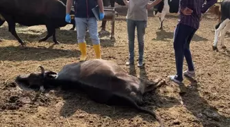 Kırıkkale'de Yıldırım 6 Büyükbaş Hayvanı Telef Etti