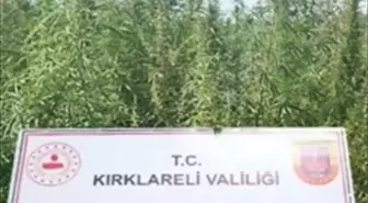 Kırklareli'nde 102 Bin Kök Hint Keneviri Ele Geçirildi