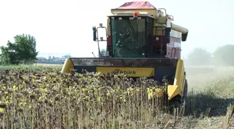 Kırklareli'de Ayçiçeği Hasadı Düşük Verimle Devam Ediyor