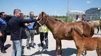 Kırklareli'de Başıboş Atlar Toplandı