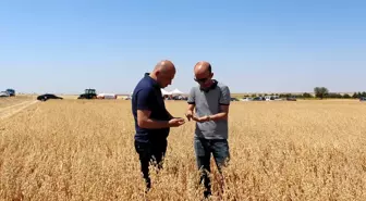 Kırklareli'nde Yerli Yulaf Çeşitlerinin Hasadı Yapıldı
