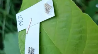 Kırklareli'de Kahverengi Kokarca ile Mücadele İçin 2 Bin Samuray Arıcığı Salındı