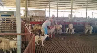Kırklareli'nde Küçükbaş Hayvanlar için Aşılama Çalışmaları Devam Ediyor