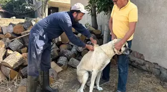 Kırklareli'nde Kedi ve Köpekler İçin Aşılama ve Çip Takma Çalışmaları Başladı
